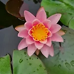 Dragonfly Bianca Анджера