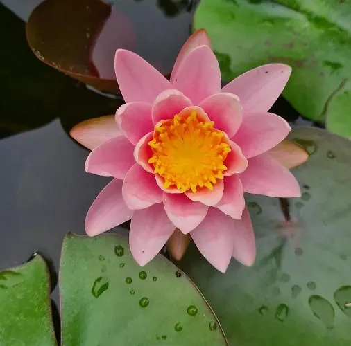 Dragonfly Bianca Angera